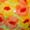 Ringelblumenmotiv